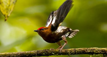 Pajaro-canta-haciendo-sonar-sus-alas-como-un-violin