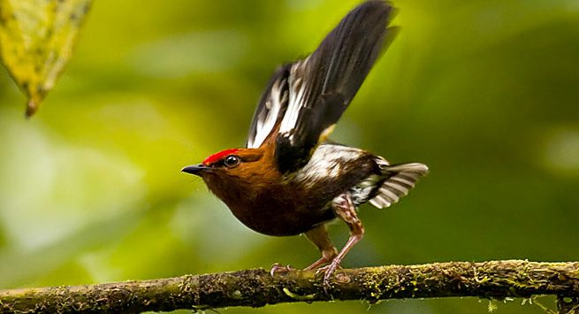 Pajaro-canta-haciendo-sonar-sus-alas-como-un-violin