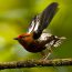 Pajaro-canta-haciendo-sonar-sus-alas-como-un-violin