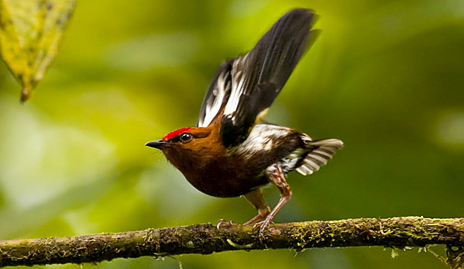 Pajaro-canta-haciendo-sonar-sus-alas-como-un-violin