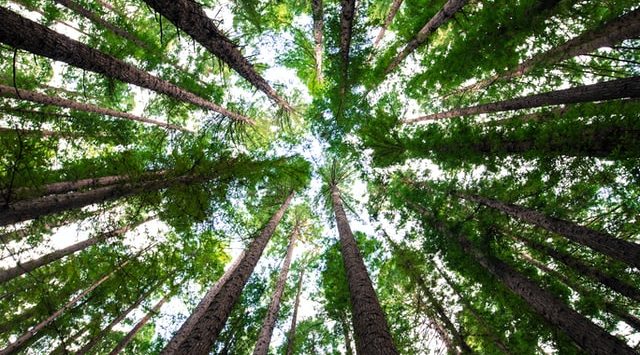 Smoking Paper y el proyecto Trees for the Future